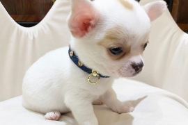 Purebred Chihuahua puppies