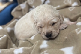 Golden retriever puppies for sale