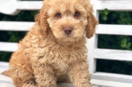 Boys & Girls Cockapoo Puppies For Rehoming Now