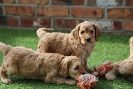 Boys & Girls Cockapoo Puppies For Rehoming Now