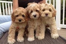 Boys & Girls Cockapoo Puppies For Rehoming Now