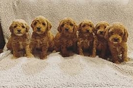 Boys & Girls Cockapoo Puppies For Rehoming Now