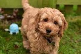 Boys & Girls Cockapoo Puppies For Rehoming Now