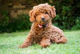 Boys & Girls Cockapoo Puppies For Rehoming Now