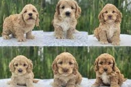 Boys & Girls Cockapoo Puppies For Rehoming Now