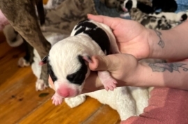 Siberian husky cross staff puppies