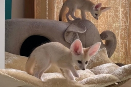 Sweet Young Fennec foxes (10 weeks old) ready