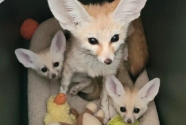 Sweet Young Fennec foxes (10 weeks old) ready