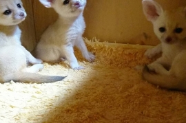 Sweet Young Fennec foxes (10 weeks old) ready