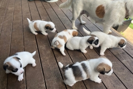 Succulent Jack Russell Puppies