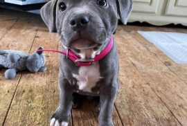 Blue Staffordshire Bull Terrier Puppies