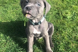 Blue Staffordshire Bull Terrier Puppies