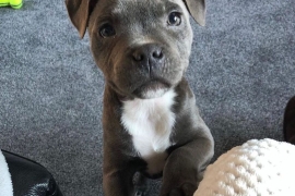 Blue Staffordshire Bull Terrier Puppies