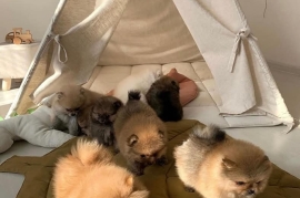 adorable Pomeranian puppies are ready