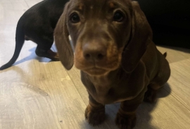 Miniature Dachshund Available Now 