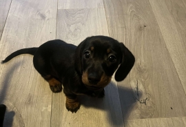 Miniature Dachshund Available Now 