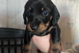 Miniature Dachshund Available Now 