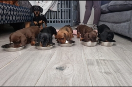 Miniature Dachshund Available Now 