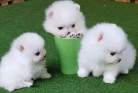 Litters of Pomeranian puppies ready