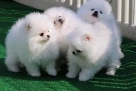 Litters of Pomeranian puppies ready