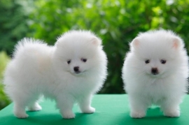 Litters of Pomeranian puppies ready