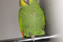 Orange winged amazon parrot with cage/full setup