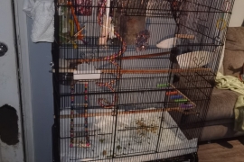 Orange winged amazon parrot with cage/full setup