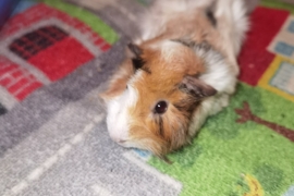 Pair of guinea pig brothers with cage/full setup