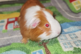 Pair of guinea pig brothers with cage/full setup