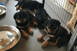 Purebred bobtail Rottweiler puppies