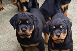 Purebred bobtail Rottweiler puppies