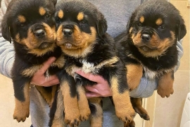 Purebred bobtail Rottweiler puppies