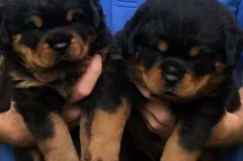 Purebred bobtail Rottweiler puppies