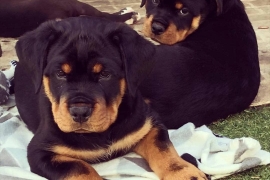 Purebred bobtail Rottweiler puppies