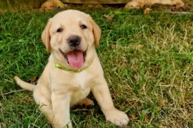 Adorable Labrador retriever dogs