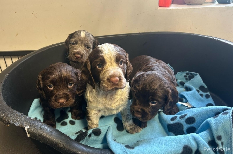 KC REG WORKING TYPE COCKER SPANIELS