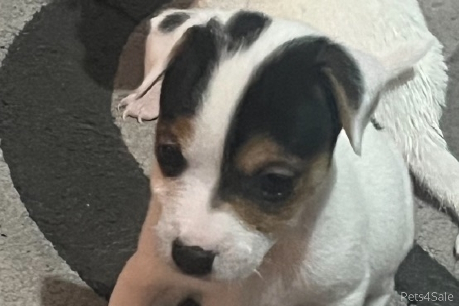 2 boy miniture jack russel ls