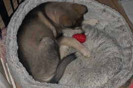 Alaskan malamute 