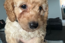 Beautiful cockapoo puppies 