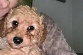 Beautiful cockapoo puppies 