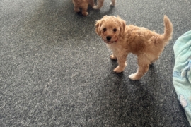 Beautiful cockapoo puppies 