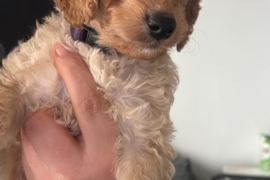 Beautiful cockapoo puppies 