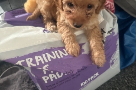 Beautiful cockapoo puppies 