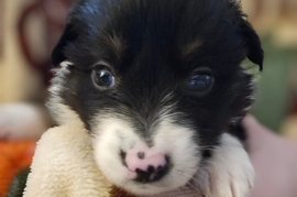 Border collie puppies ready 27/03