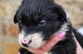 Border collie puppies ready 27/03