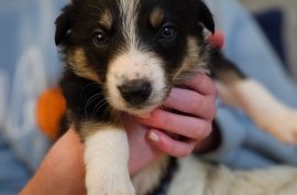 Border collie puppies ready 27/03