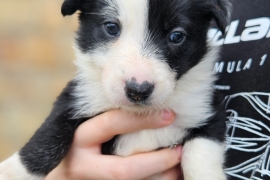 Border collie puppies ready 27/03