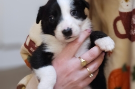 Border collie puppies ready 27/03