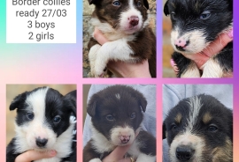 Border collie puppies ready 27/03