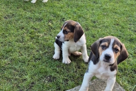 Beagle Pups 